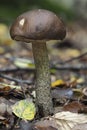 The Brown Birch Bolete Leccinum scabrum is an edible mushroom