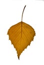 Brown birch leaf