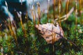 Brown birch leaf lies on a moss. Dry birch leaf close-up on the grass Royalty Free Stock Photo