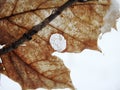 Brown birch tree leaf with skeleton, Lithuania Royalty Free Stock Photo