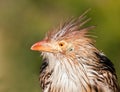 Brown bird with a bad hair day Royalty Free Stock Photo