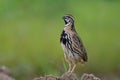 brown bird with black stripes singing beautiful song when expose on dirt pole on rainy day Royalty Free Stock Photo