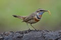 Brown bird with blue plumage on its neck carrying worm meal in its beaks with happy action, bluethroat bird