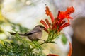 Brown Bird on a branch Royalty Free Stock Photo