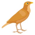 Brown bird, common myna Vector Icon