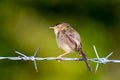 Brown bird Royalty Free Stock Photo