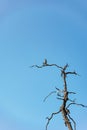 Brown bird on dead tree Royalty Free Stock Photo