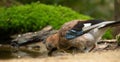 Brown bird drinking water from a pond Royalty Free Stock Photo