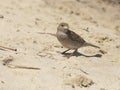 Brown bird of eurasian sparrow at background of sand