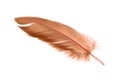 Brown Bird Feather Isolated on White Background Royalty Free Stock Photo