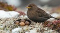 Brown bird guarding eggs in snowy tundra nest Royalty Free Stock Photo