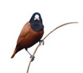 brown bird isolated on white background, chestnut or black-headed munia (Lonchura atricapilla Royalty Free Stock Photo