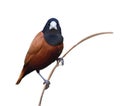 brown bird isolated on white background, chestnut or black-headed munia (Lonchura atricapilla