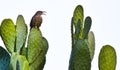 Brown bird perched on a cactus plant isolated on a white background Royalty Free Stock Photo