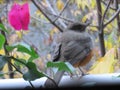 Bird between branches and leaves