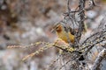 Brown bird perched on a tree branch. Royalty Free Stock Photo