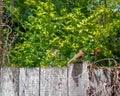 Brown bird perched on a wooden fence with green foliage in the background