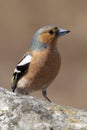 Brown bird on rock