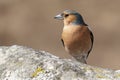 Brown bird on rock