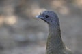 A closeup of a plain chachalaca in Texas. Royalty Free Stock Photo