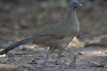 A closeup of a plain chachalaca in Texas. Royalty Free Stock Photo