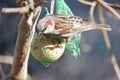 The brown bird is standing on the tree, sunshine day