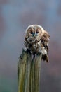 Brown bird Tawny owl sitting on tree stump in the dark forest habitat. Beautiful bird sitting on the green lichen branch. Tawny ow Royalty Free Stock Photo