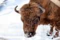 A brown bison or bull male with a powerful front torso, head and horns against the background of winter and snow. Endangered Royalty Free Stock Photo