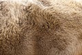 brown bison skin