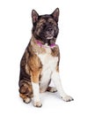 Brown And Black Akita Sitting Against White Background