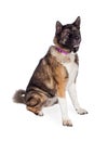 Brown And Black Akita Sitting Over White Background