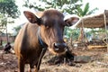 Bima cow in the yard Royalty Free Stock Photo