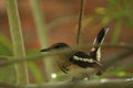 Brown and black bird is sitting on the branch of tree.