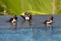 Brown & Black birds with white bellies splashing in the water