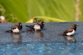 Brown & Black birds with white bellies splashing in the water Royalty Free Stock Photo