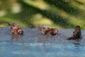 Brown & Black birds with white bellies splashing in the water Royalty Free Stock Photo