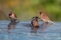 Brown & Black birds with white bellies splashing in the water Royalty Free Stock Photo