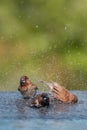 Brown & Black birds with white bellies splashing in the water Royalty Free Stock Photo