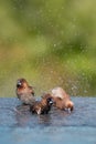 Brown & Black birds with white bellies splashing in the water Royalty Free Stock Photo