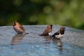 Brown & Black birds with white bellies splashing in the water Royalty Free Stock Photo