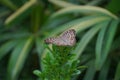 Brown and black butterfly hang on the leaf