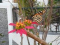 The brown and black butterfly seats on a tropical flower