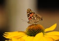 Marrone un nero farfalla sul da girasole sul lente 