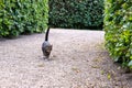 A brown and black cat walking towards the photographer surrounded by green bushes Royalty Free Stock Photo