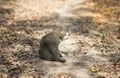 Brown and black cat in the wild