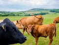 A brown and black cattle herd on grassland, group of cows and calfs roaming on the field, young and older cows in beautiful