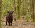 Brown and black cattle in the large Peel of North Limburg, the Netherlands.