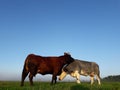 Brown black cow lick gray white cow pasture