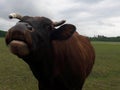 Brown black cow smile in the grazing summer Royalty Free Stock Photo