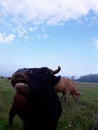 Brown black cow smile in the pasture summer Royalty Free Stock Photo